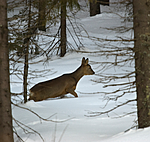 BB 06 0115 / Capreolus capreolus / Rådyr